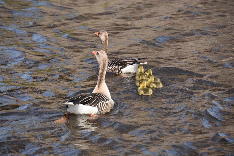 19-04-16_Holl_0164_GA2_7975