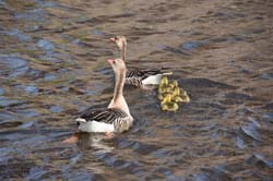 19-04-16_Holl_0164_GA2_7975